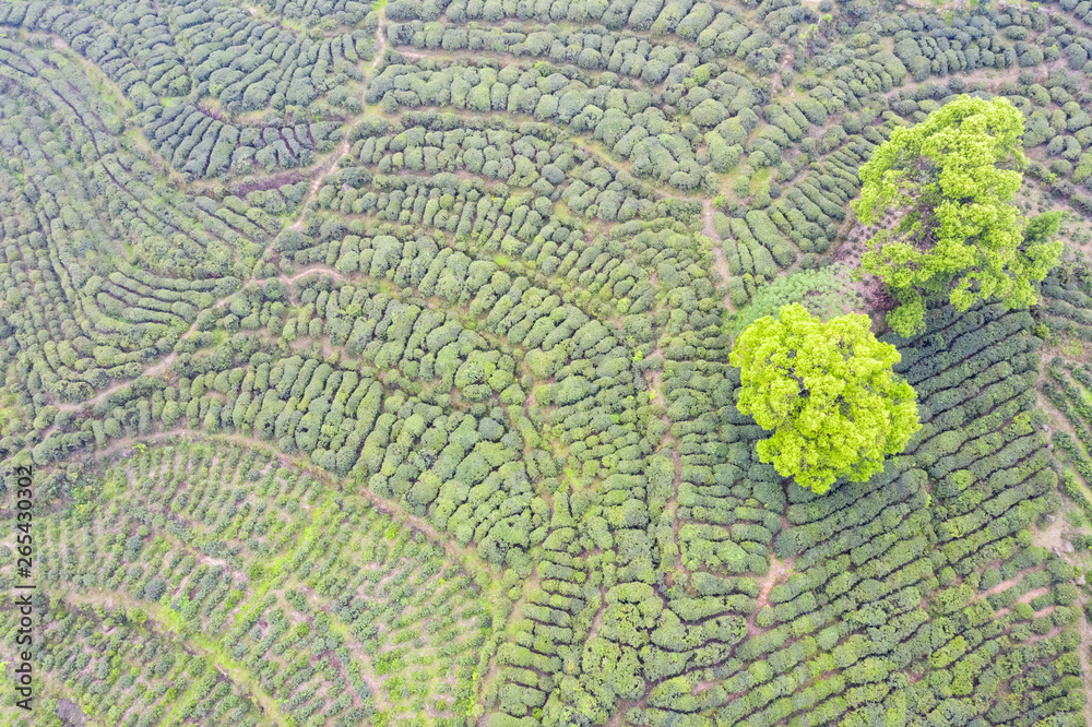 茶园鸟瞰图