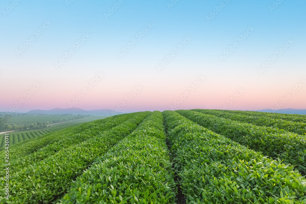 黎明时分的茶园