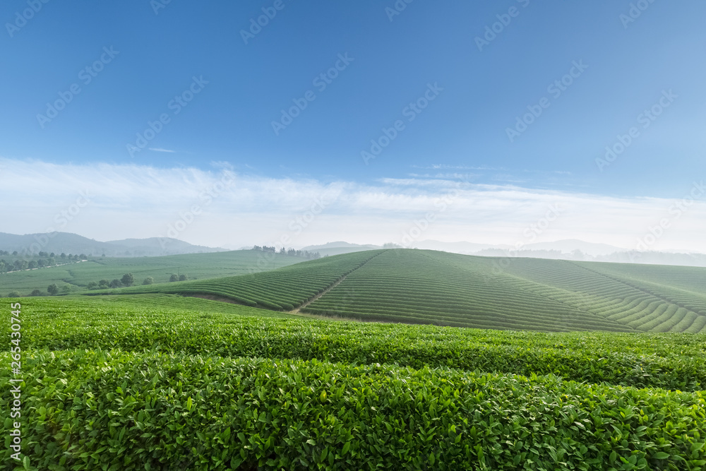 春天早晨的茶园