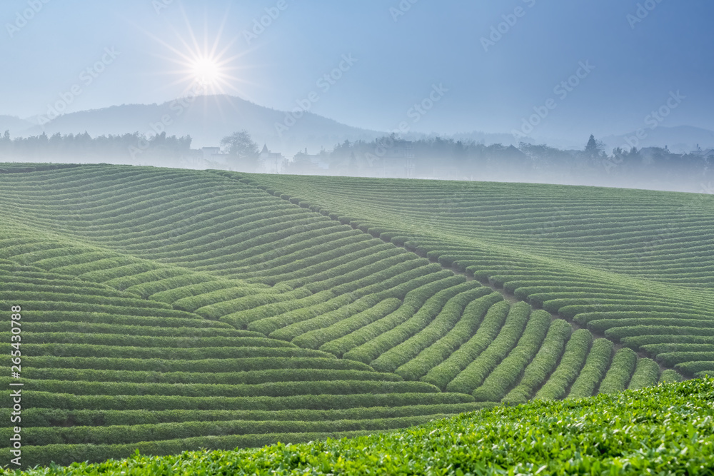 beautiful tea plantation and sunlight