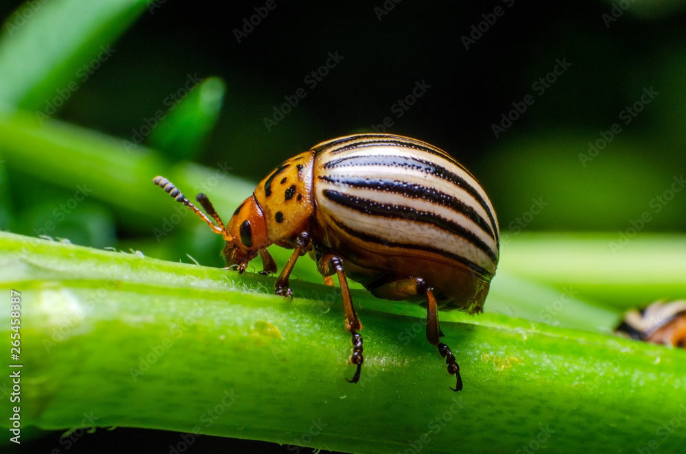 Colorado potato beetle crawling on the branches of potato