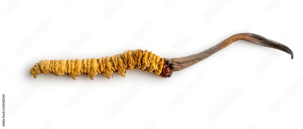 cordycepe sinensis (CHONG CAO, DONG CHONG XIA CAO) or mushroom cordyceps this is a herbs on isolated