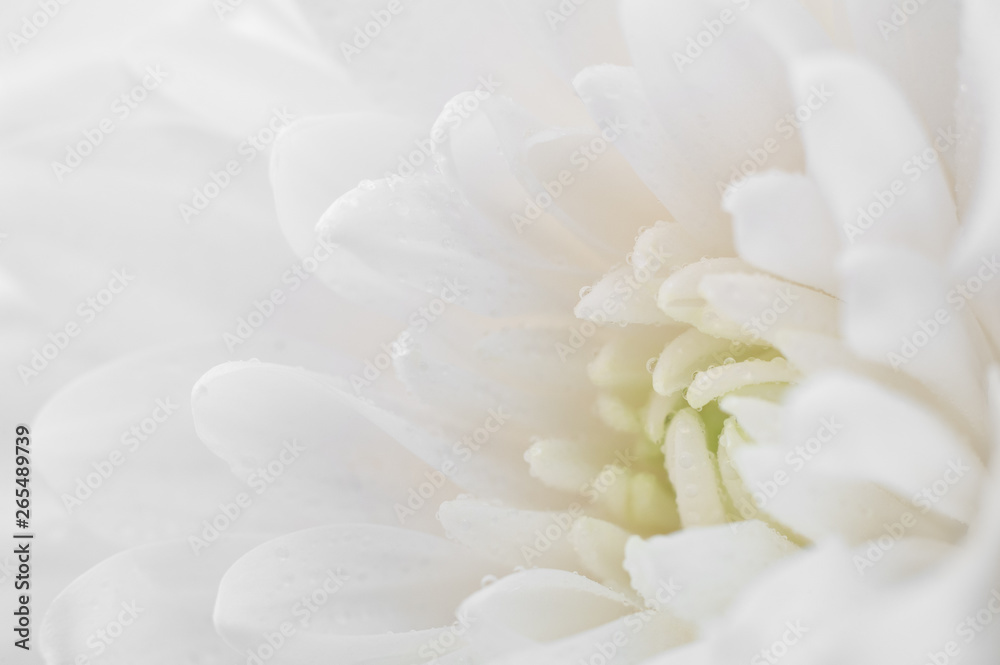 White flower macro