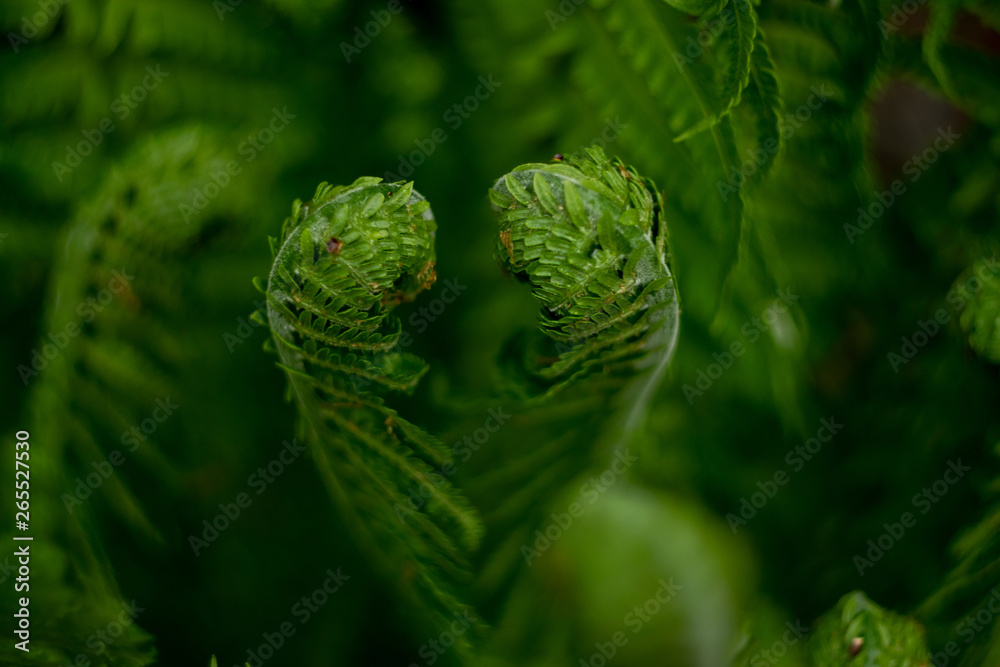 fern grows in forest. nature in the spring. nature comes to life. dark forest and plants in it. fern