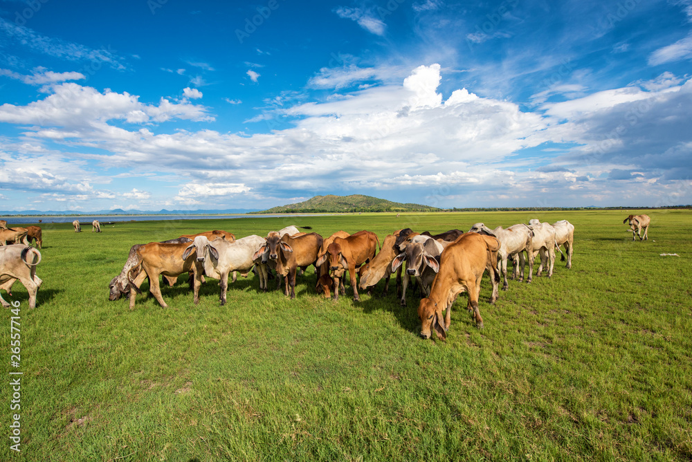 cows grazing and eating grass in grass field at farm with mountain background in sunny day clouds an