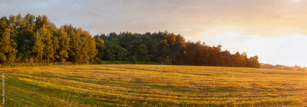 Rural landscape with field and forest edge at sunset, panoramic photo.