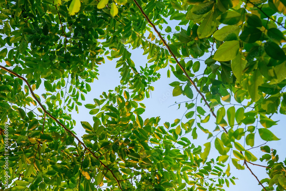 green leaves from bottom up to the sky