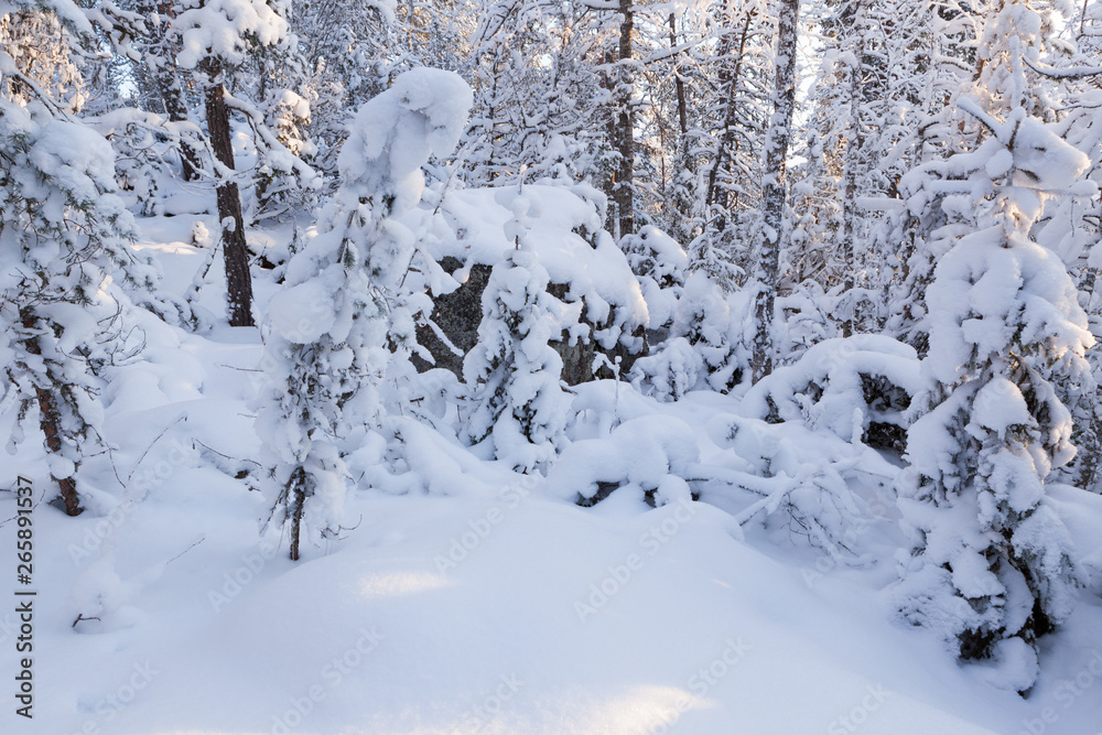 冬季森林中被雪覆盖的树木