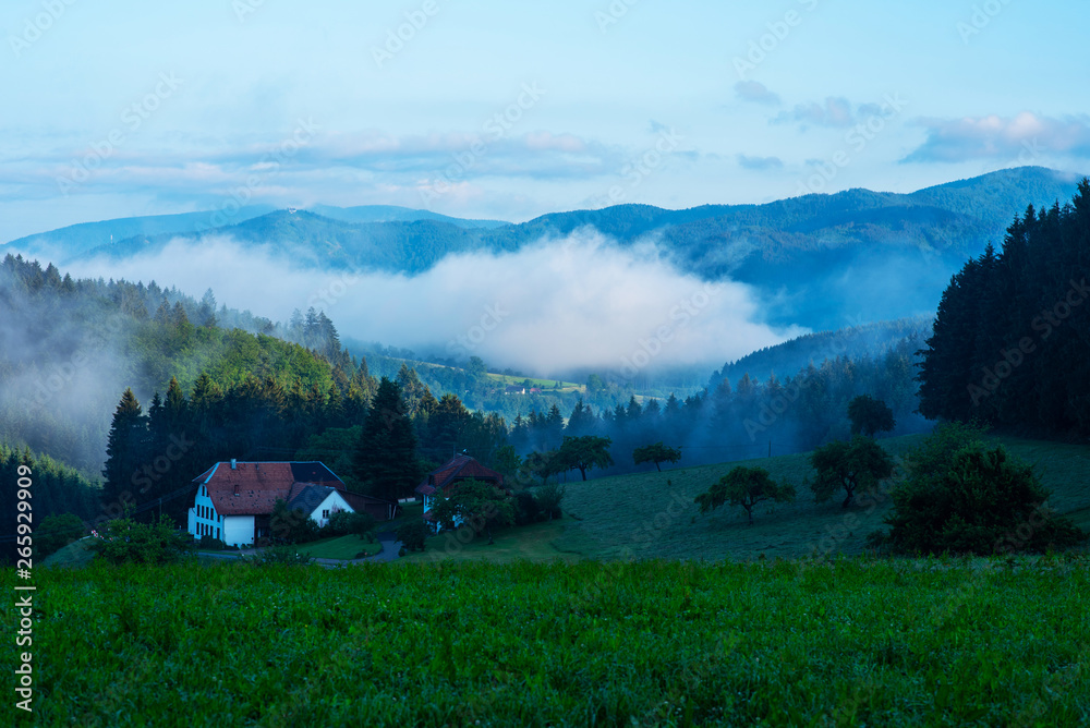 Black Forest. Sunrise over misty conifer tree and green meadow. Beautiful countryside mountain lands