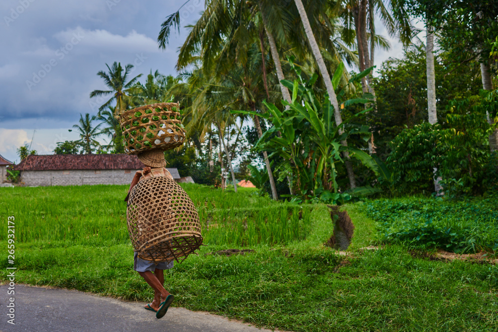 Rural road at balinese village. Farmer carries grass cuttings for the farm animals. After the rice t