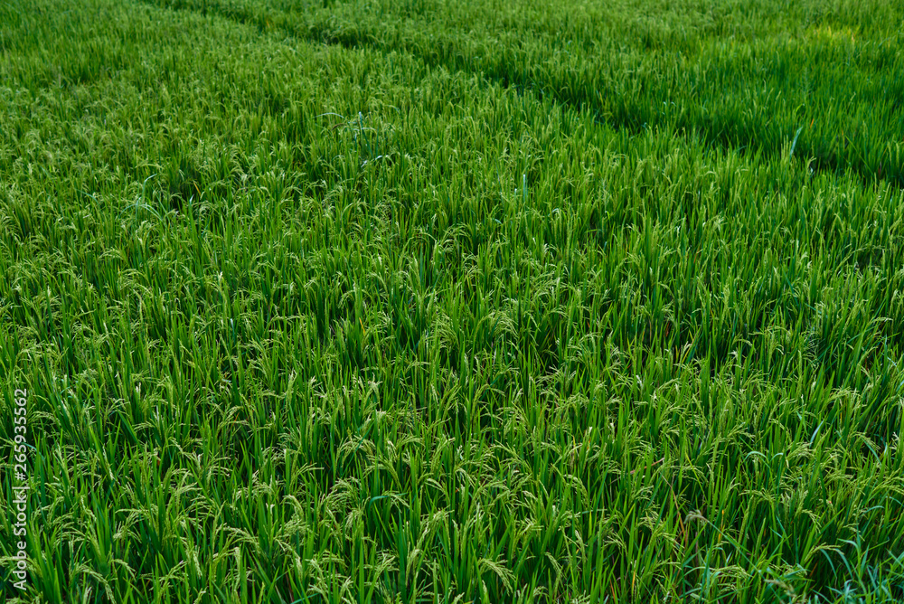 Rice flowers and seeds in paddy fields with natural background, food and rice product display. Healt