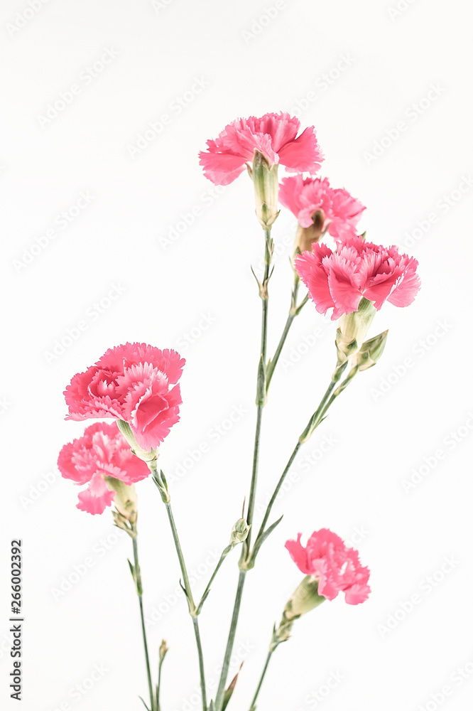 Carnation flower on white background