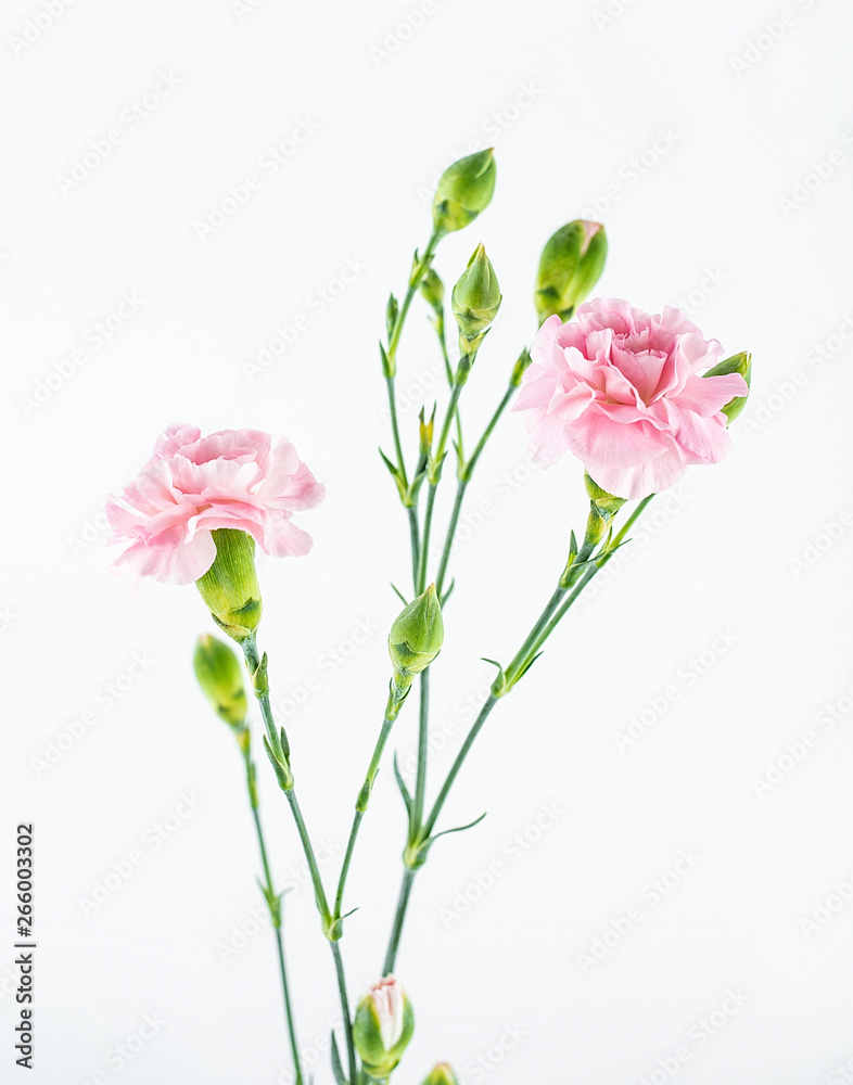 Pink carnation flower on white background