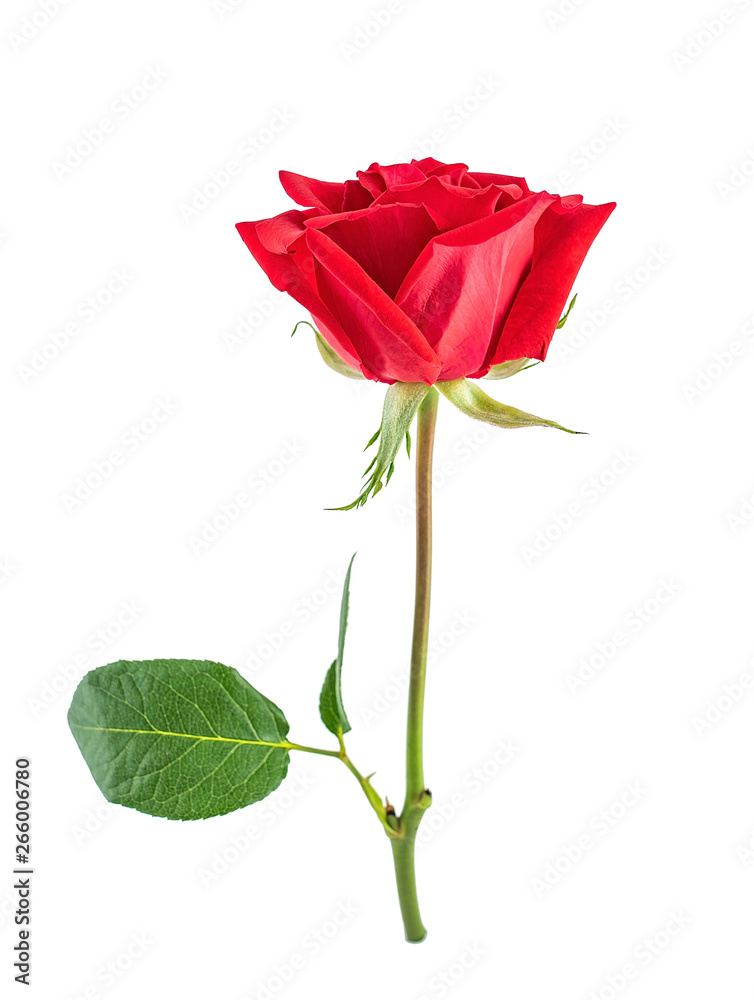 a red rose on a white background