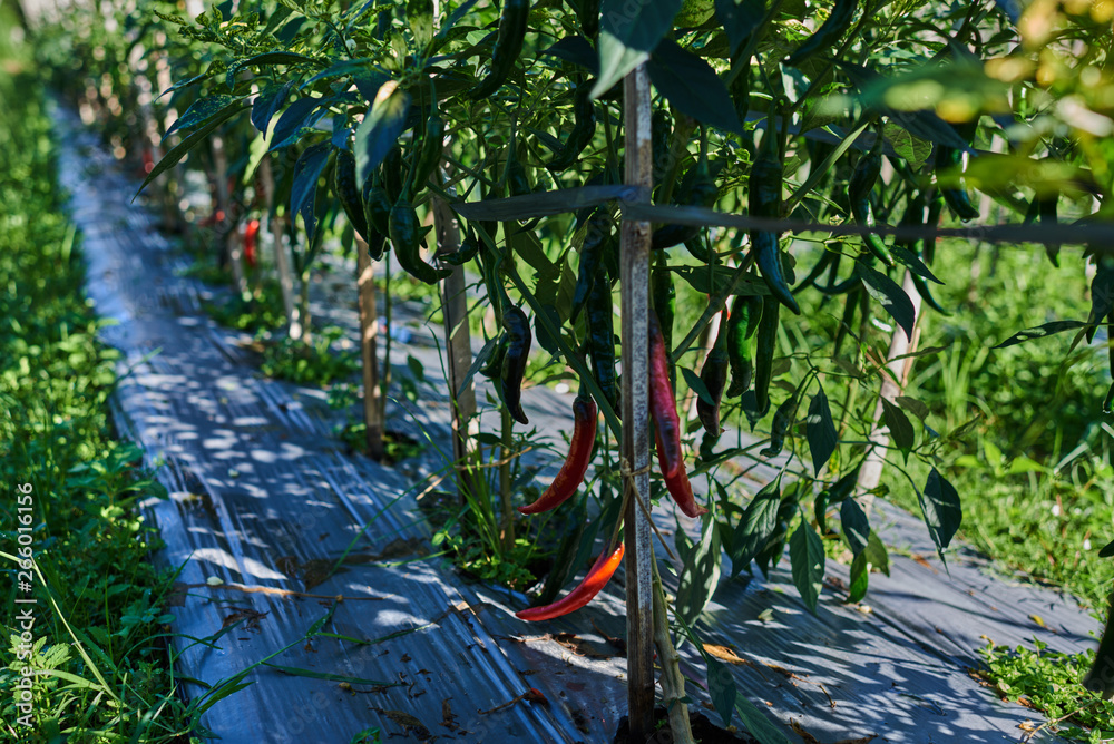 Growing chili peppers. Plants peppers in a row, cultivated field. Well ripened crop. Autumn organic 