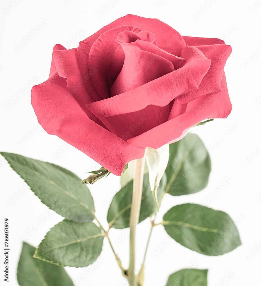 a pink rose on a white background