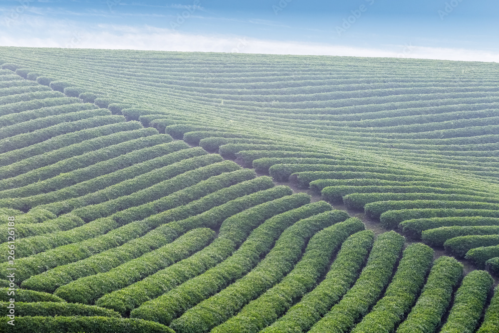 茶园背景