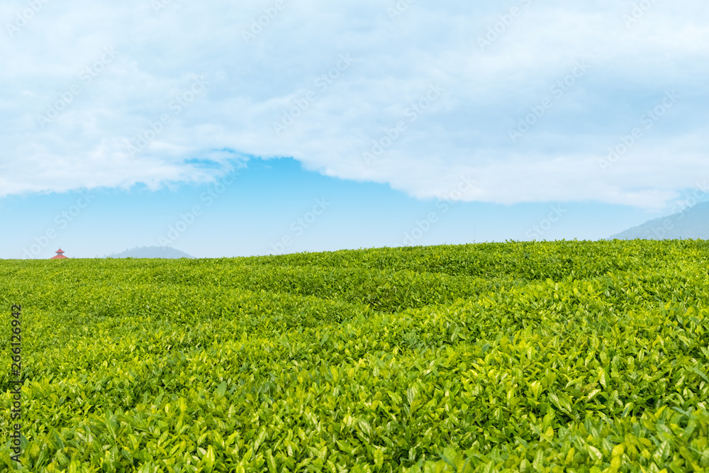 tea garden closeup