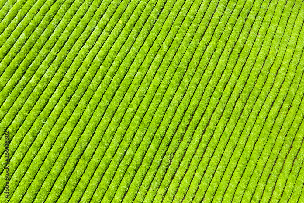 aerial view of tea plantation background