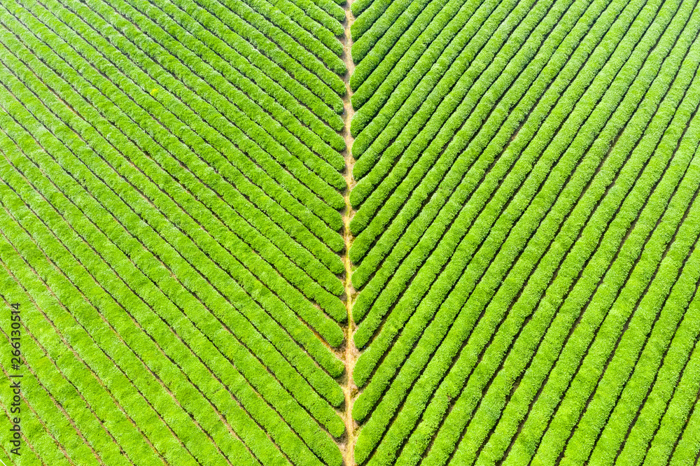 beautiful tea plantation background texture