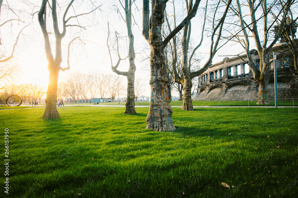 Old trees with lush green grass in city park at sunset