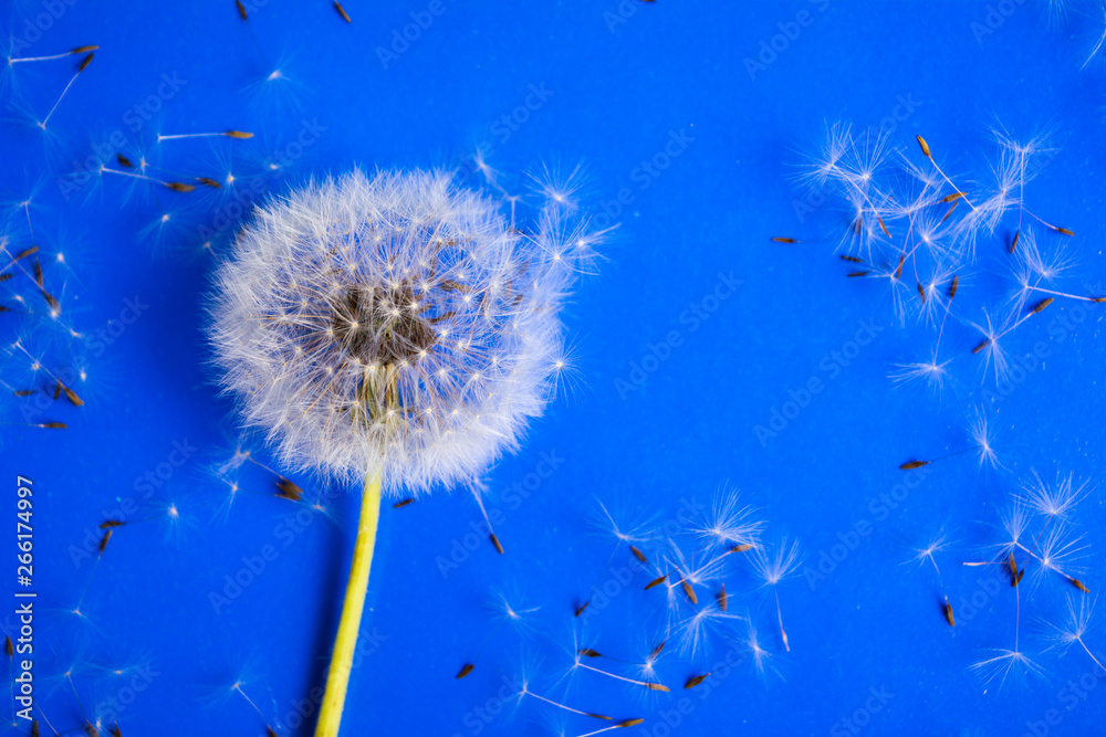 Dandelion flowers on blue background