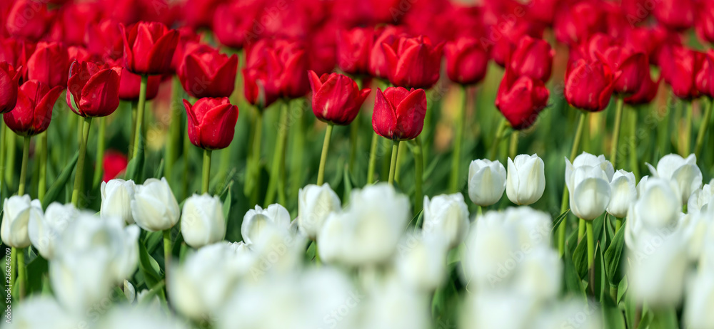 Spring fields of blooming tulip. Beauty outdoor scene