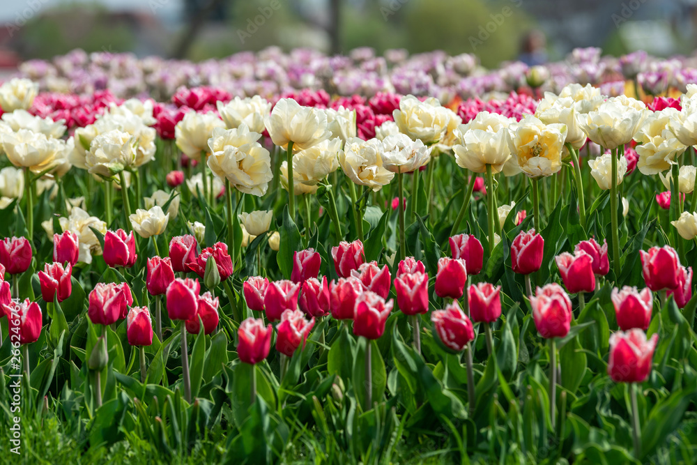 Spring fields of blooming tulip. Beauty outdoor scene