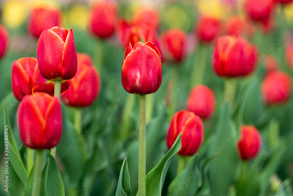 Spring fields of blooming tulip. Beauty outdoor scene