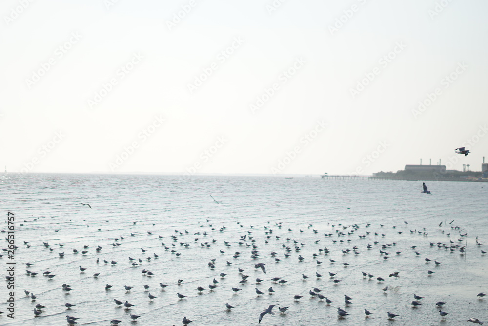 flock of seagulls on beach