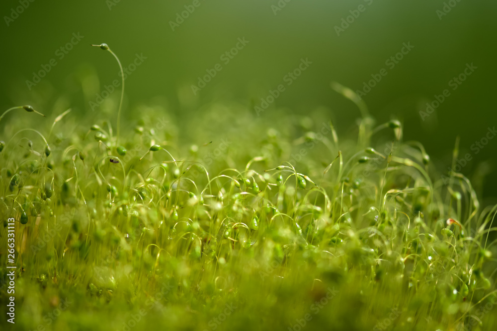 绿色苔藓种子的软焦特写镜头，背景为散焦、模糊、闪耀的抽象光