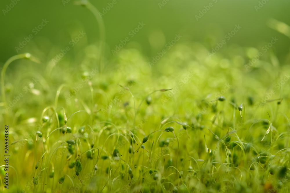 绿色苔藓种子的软焦特写镜头，背景为散焦、模糊的闪光抽象背景