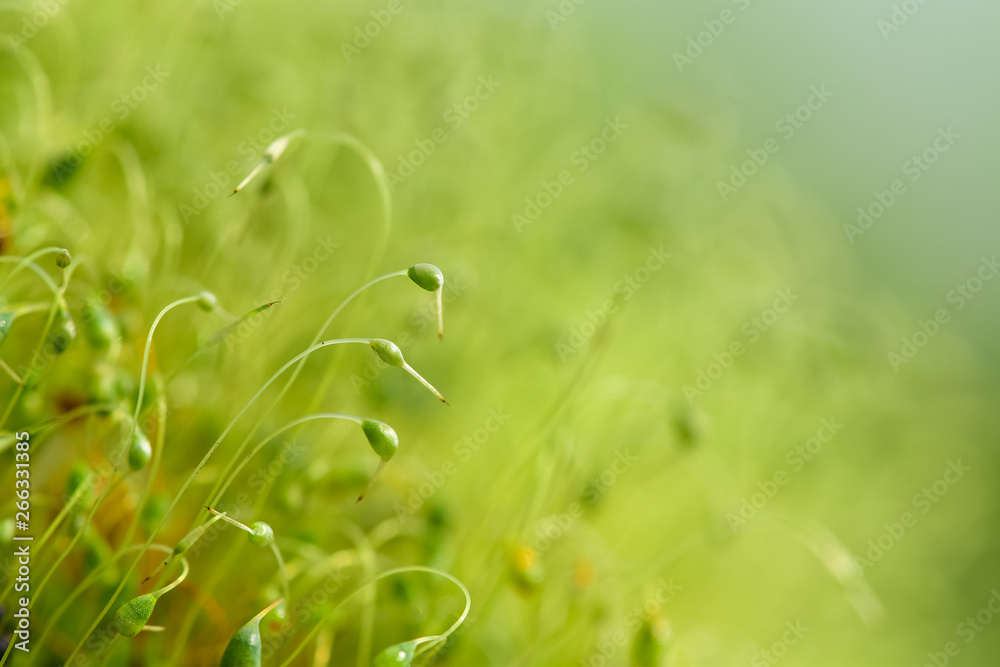 绿色苔藓种子的软焦特写镜头，背景为散焦、模糊、闪耀的抽象光