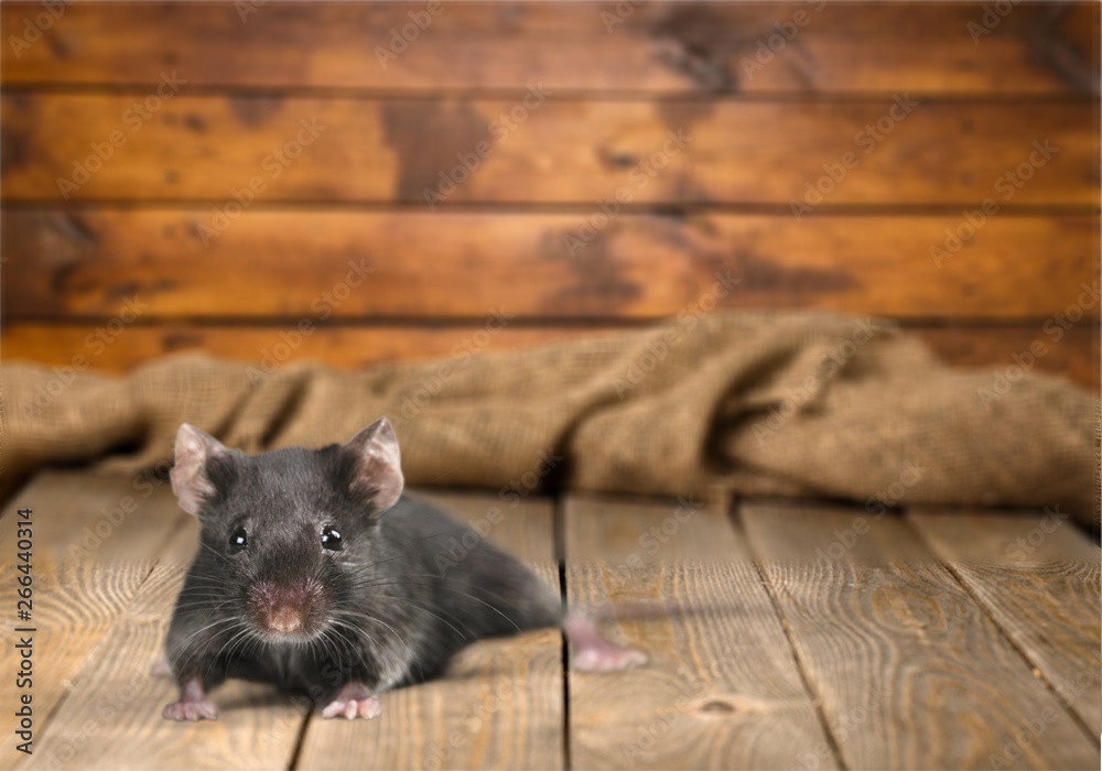 Gray mouse animal  on  background