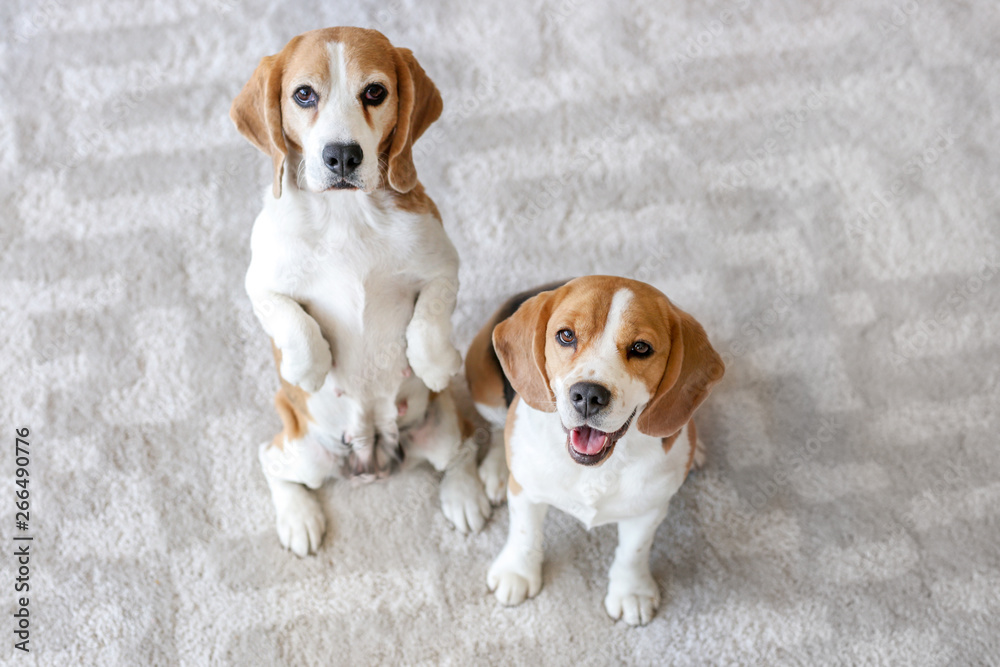 Cute funny dogs on carpet at home