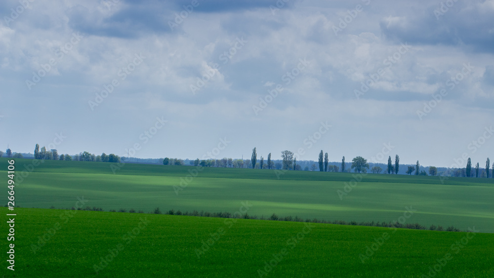 Young wheat seedlings growing in a field. Cloudy sky