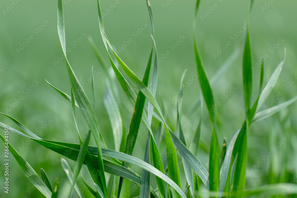 Young wheat seedlings growing in a field. Close up