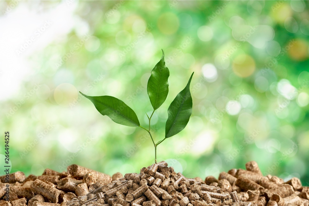 Growing plant tree  on background