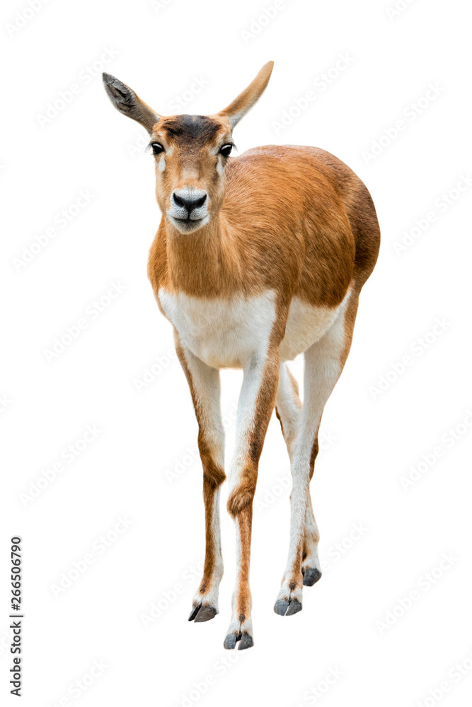 antelope (Antilope cervicapra) isolated