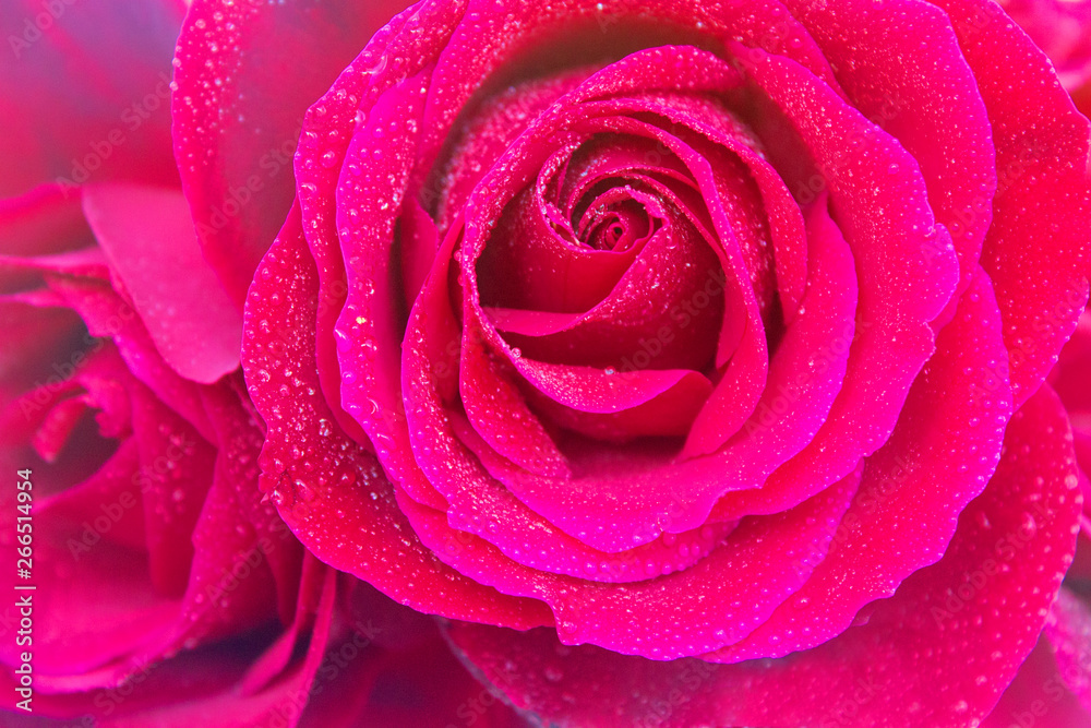 Red open roses with drops of water with light vignette