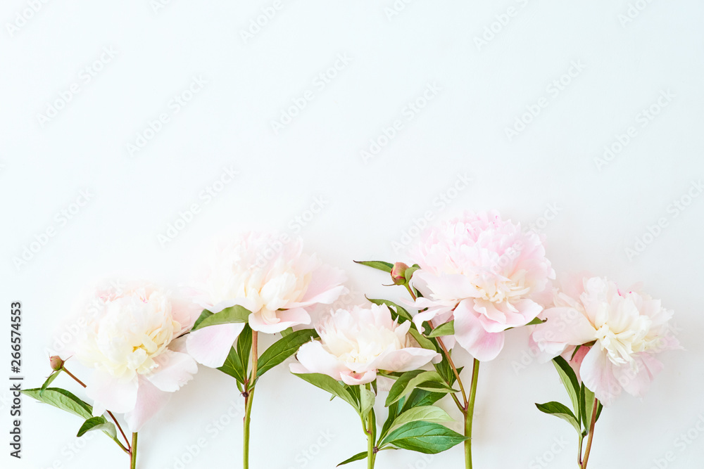 Flat lay pattern with light pink peonies on a white background