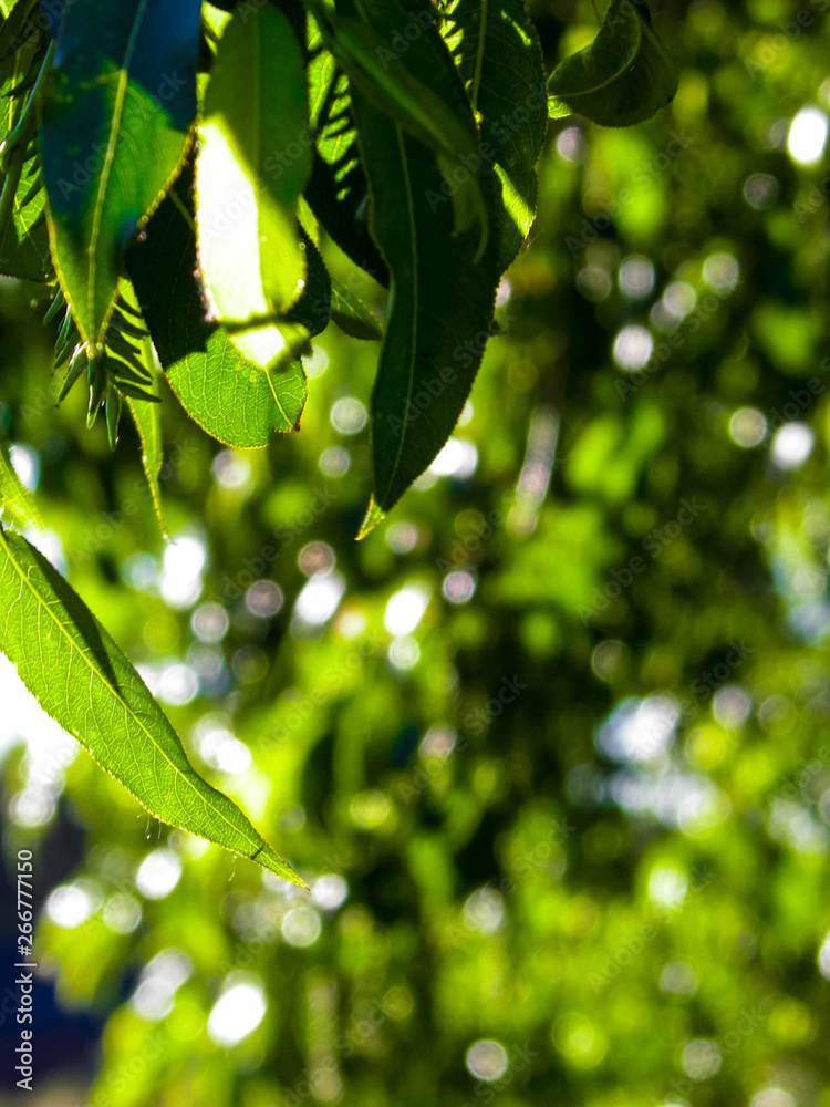 Close up of branch with green leaves.