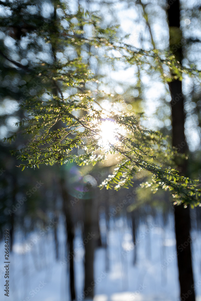 sunshine on tree branch