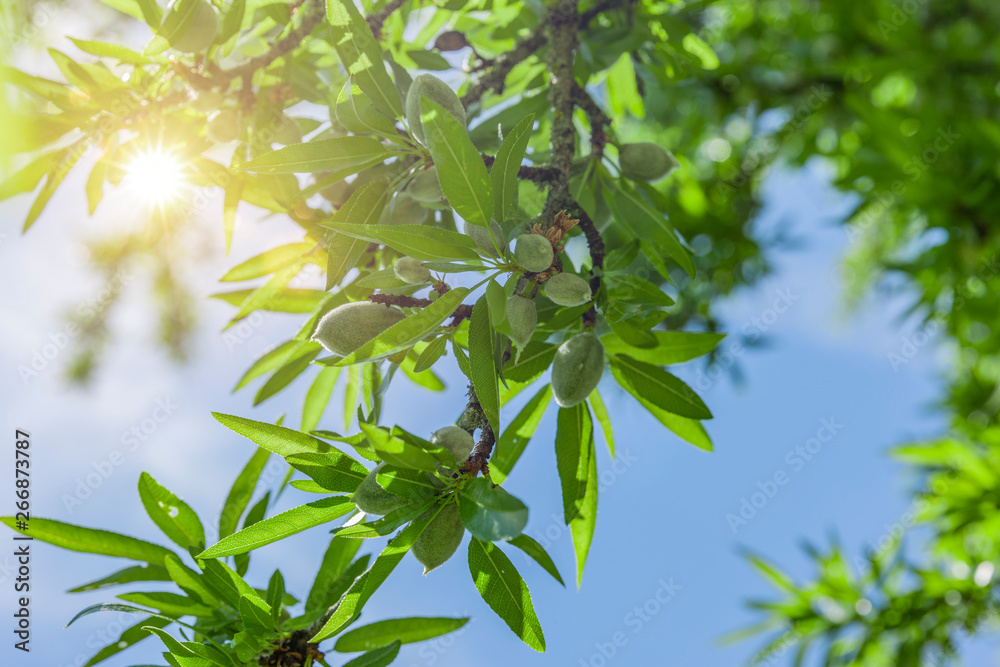 Mandelbaum mit Früchten im Frühling