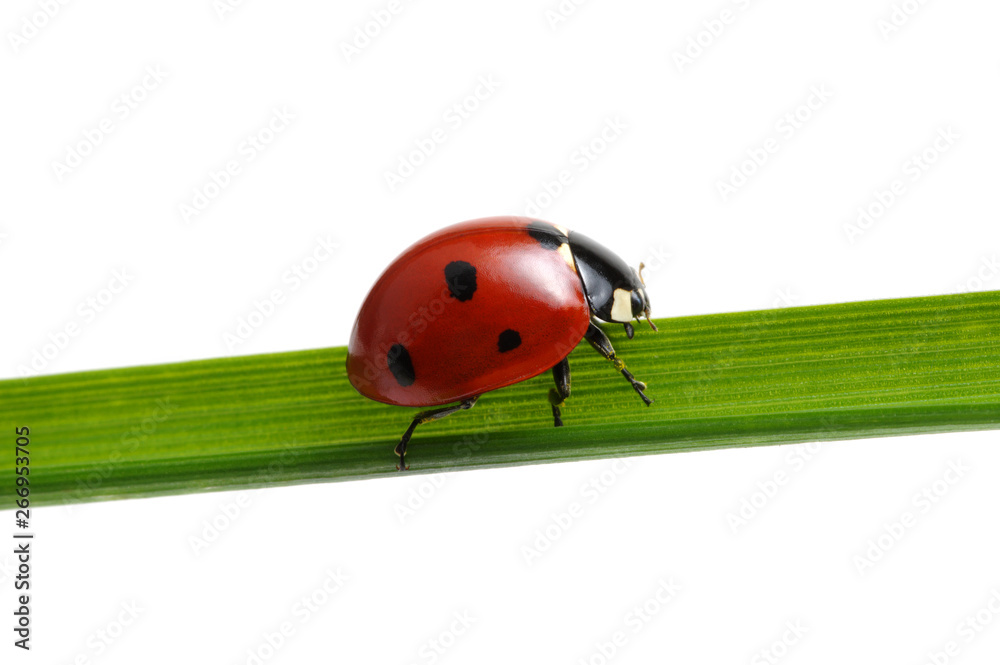 Ladybug on grass