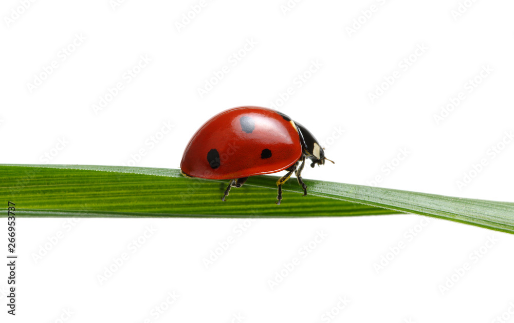 Ladybug on grass