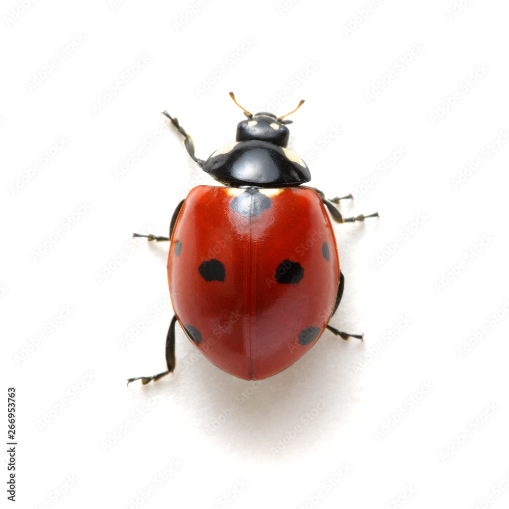 Ladybug isolated on white