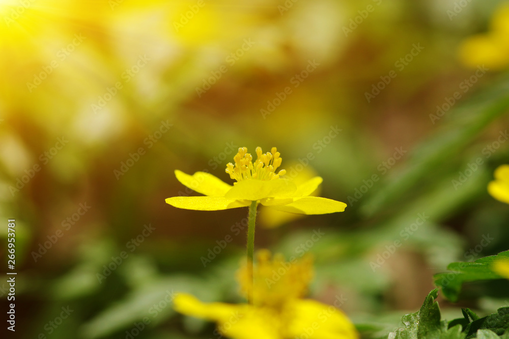 field of spring flowers