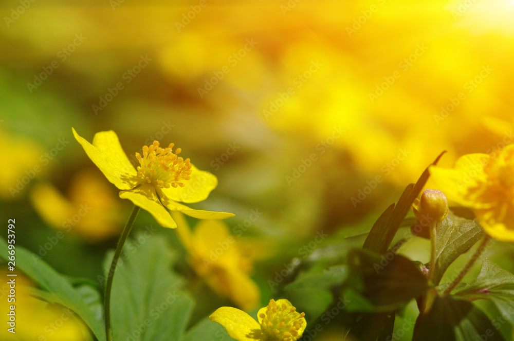 field of spring flowers