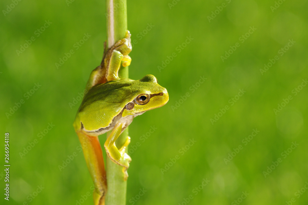 Green tree frog on grass